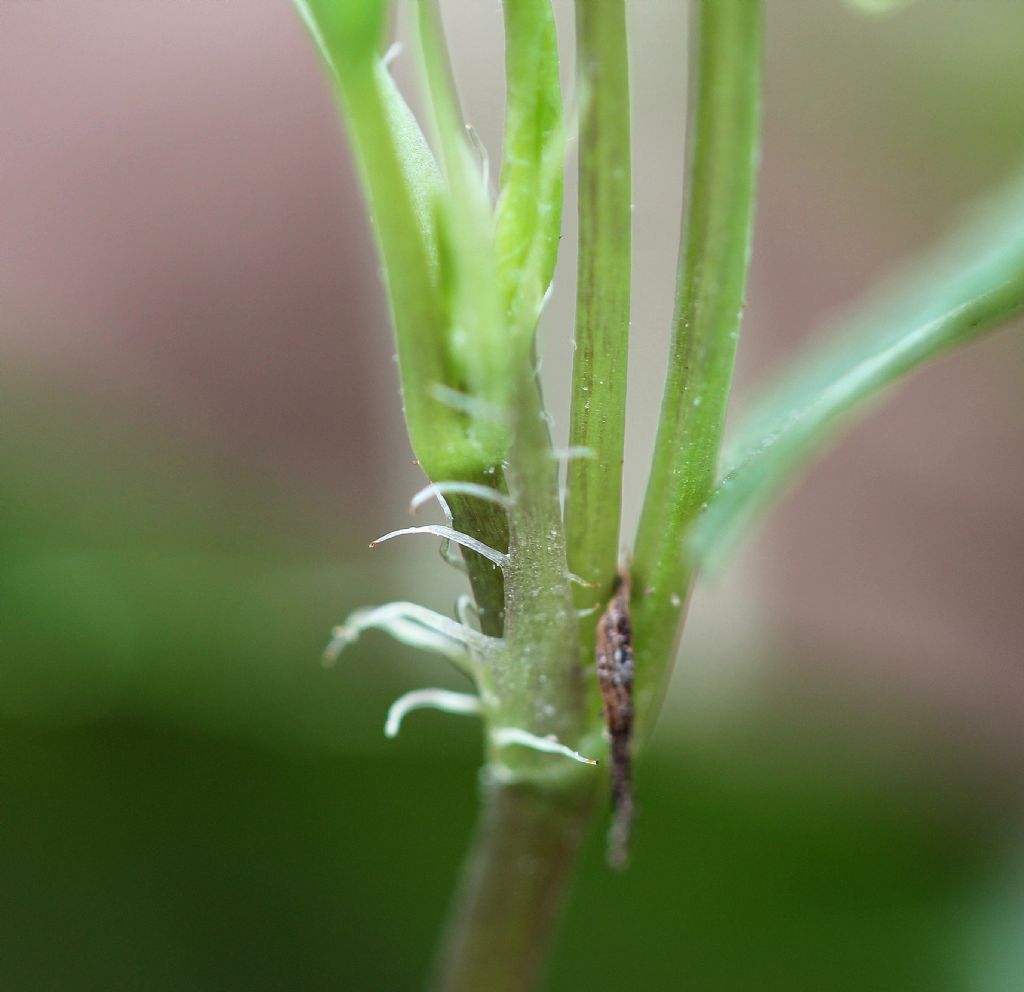 Azeglio (TO) - Viola reichenbachiana